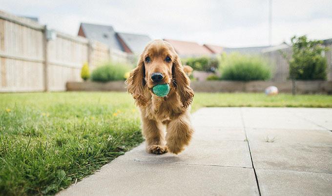 home insurance for dog owners