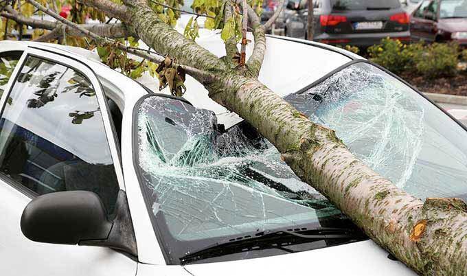 Does Car Insurance Cover Tree Damage? | Allstate