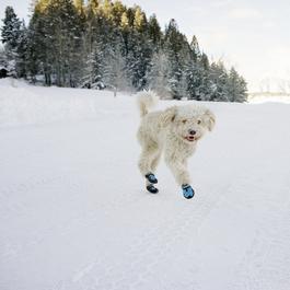 Dog wearing booties running through snow. 