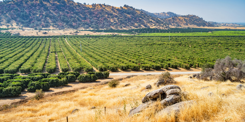 Stock photograph of orange orchards near Bakersfield, California, USA on a sunny day.
