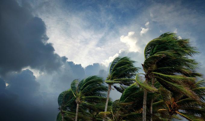 Windy storm day and waving palm trees.