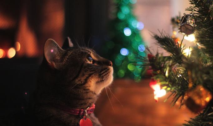Cat looking up at holiday decorations.