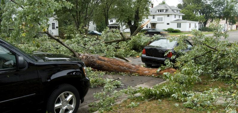 tree fell causing damage to a vehicle 