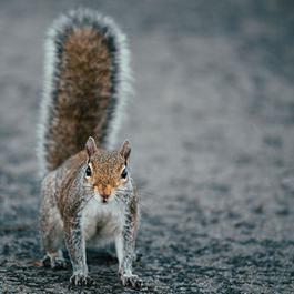 Squirrel on ground with its tail sticking straight up. 