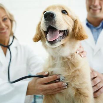puppy veterinarian exam