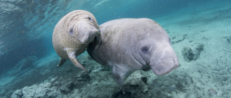 Family of West Indian Manatee