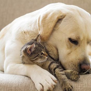 cat-and-dog-snuggled-on-couch-gettyimages.jpg