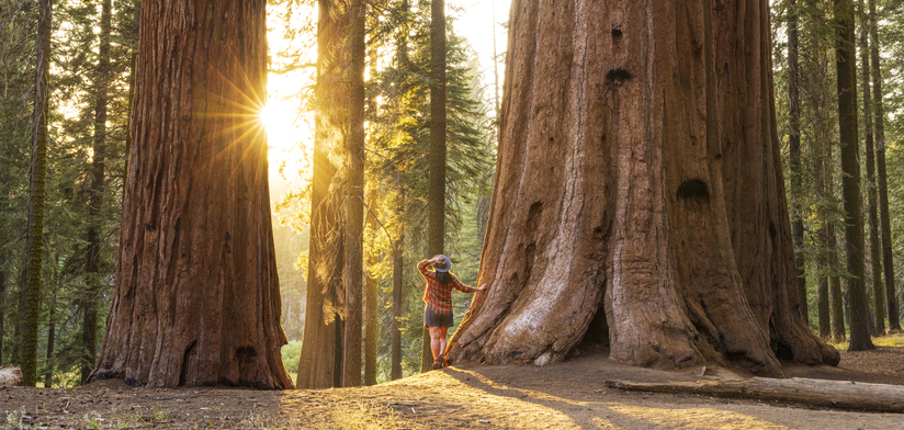 A woman admires the beautiful giant sequoias on a beautiful sunny summer day, Sequoia National Park, California