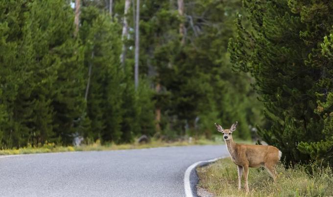 Deer about to cross a forest road. 