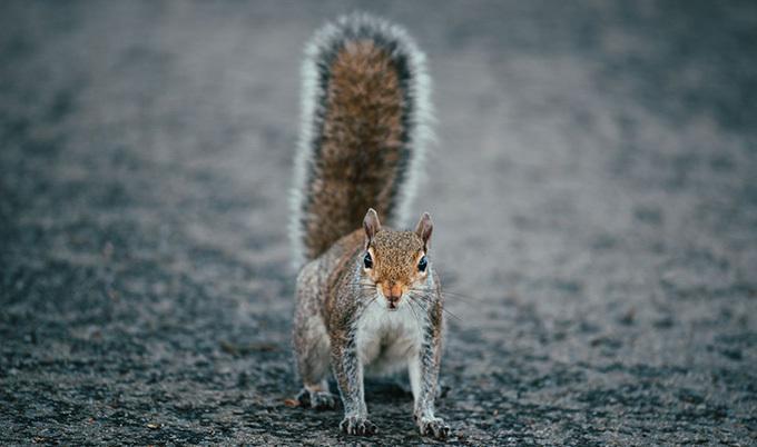 Squirrel on ground with its tail sticking straight up. 