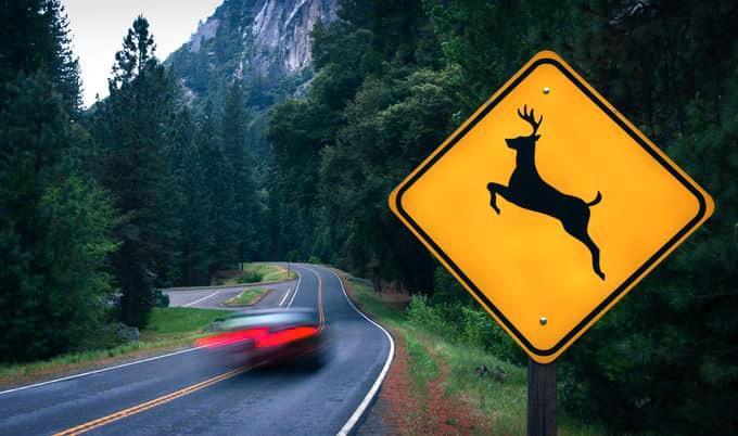 Deer crossing sign and traffic.