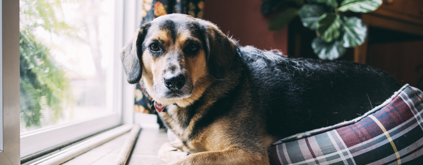 Dog sitting in dog bed