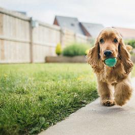 home insurance for dog owners