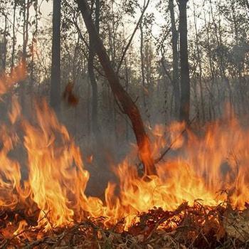 Wildfire in forest