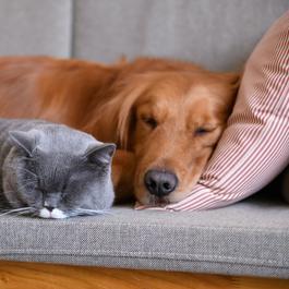 cuantos perros puedo tener en el condado de orange