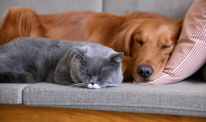 Golden retriever and gray cat asleep on a couch.