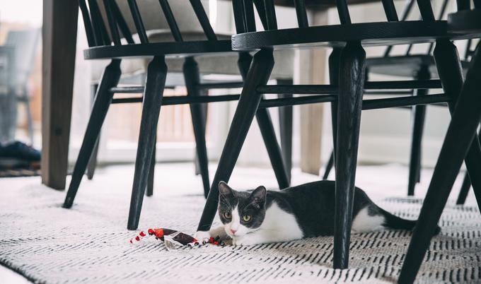 cat under the table