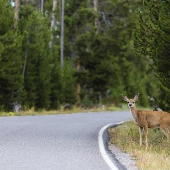 Deer about to cross a forest road.