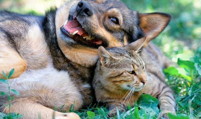 Dog and cat laying in the grass.