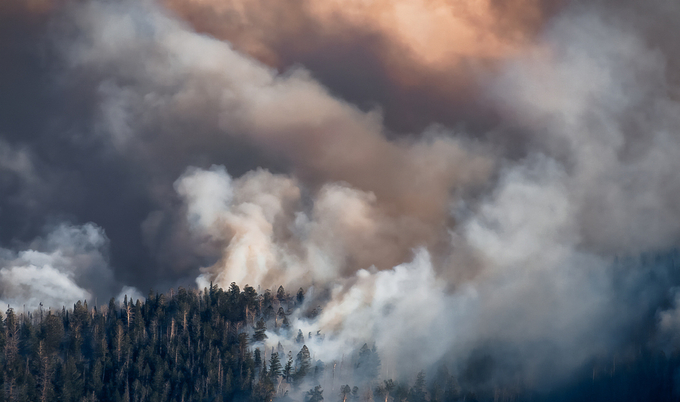 Forest with clouds of smoke from a wild fire.