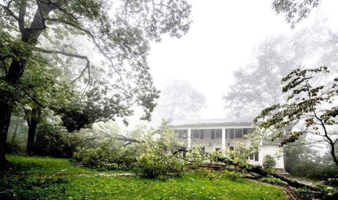 fallen tree outside home after storm