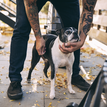 petting dog.