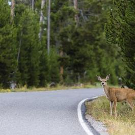 Deer about to cross a forest road. 