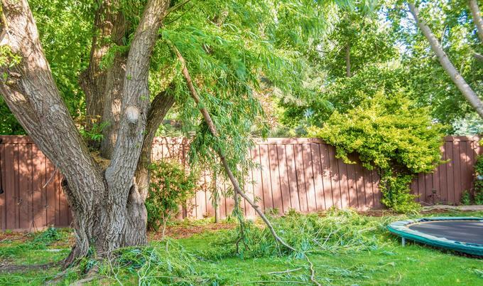 Broken tree branch laying in the yard.