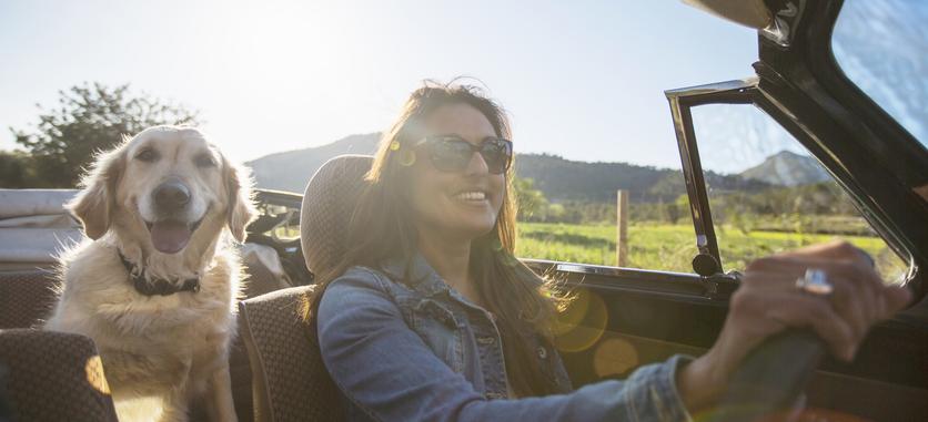 A smiling woman with sunglasses is driving an older convertible car with a golden retriever dog in the back seat.
