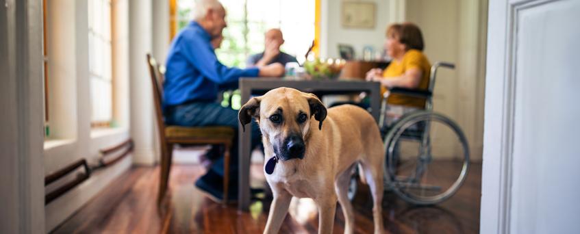 Pet dog walking in dining room while family having lunch in background