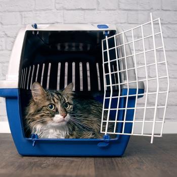 Cat laying in a travel carrier.
