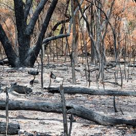 Forest burned by wildfire.