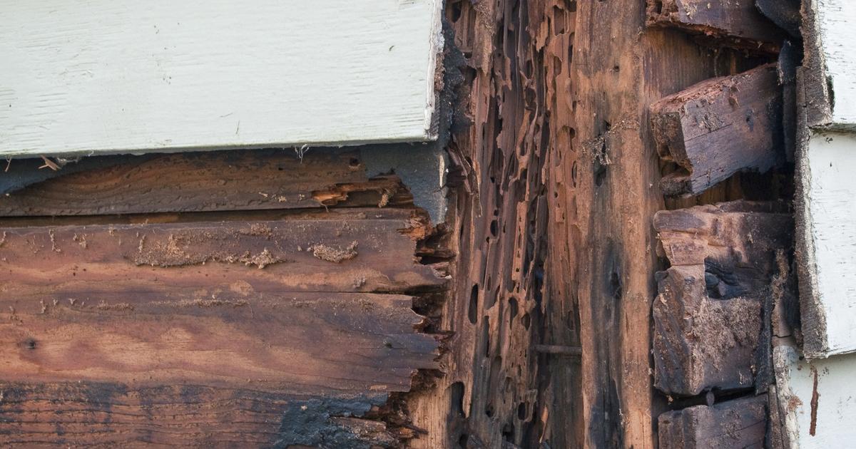 Does Home Insurance Cover Termite Damage? | Allstate