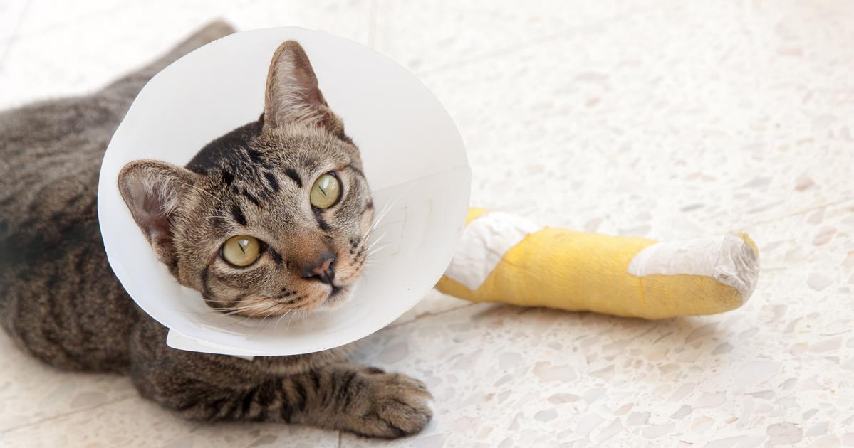 Does Pet Insurance Cover Emergencies? Allstate