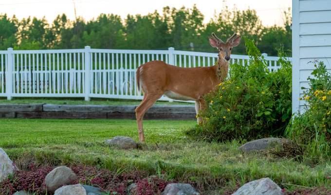 Deer standing in backyard