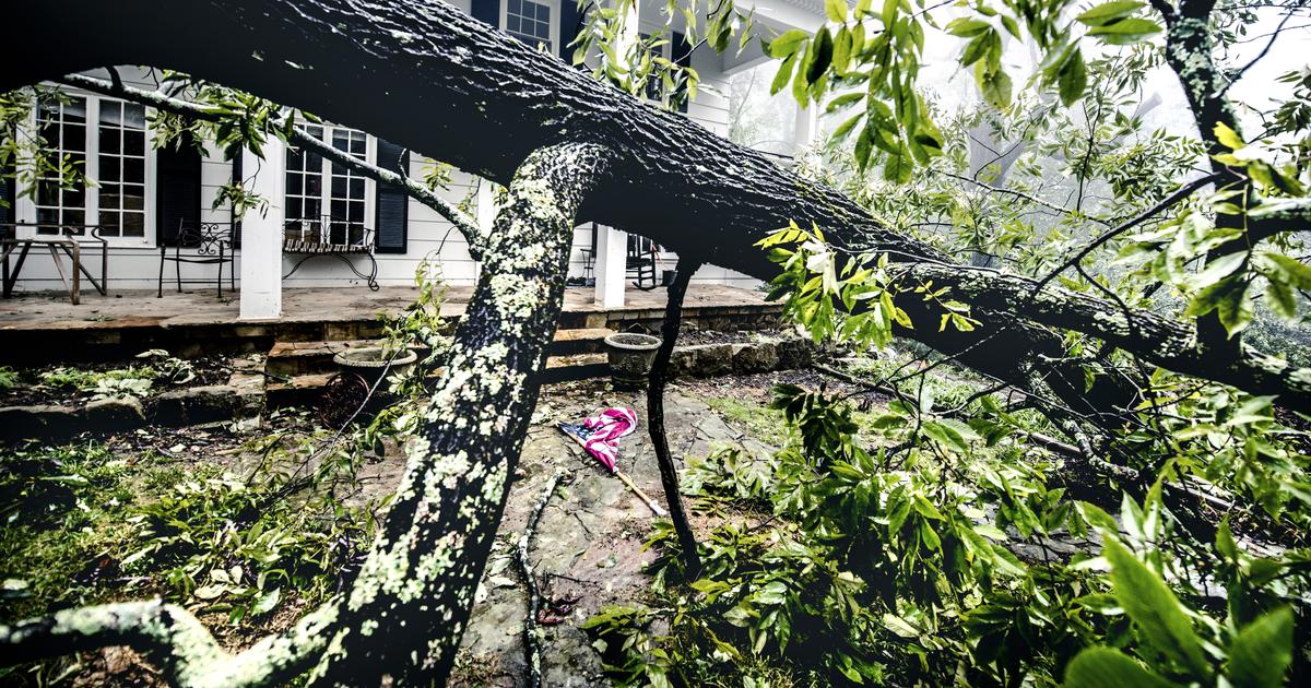 Fallen Tree Damage and Homeowners Insurance | Allstate