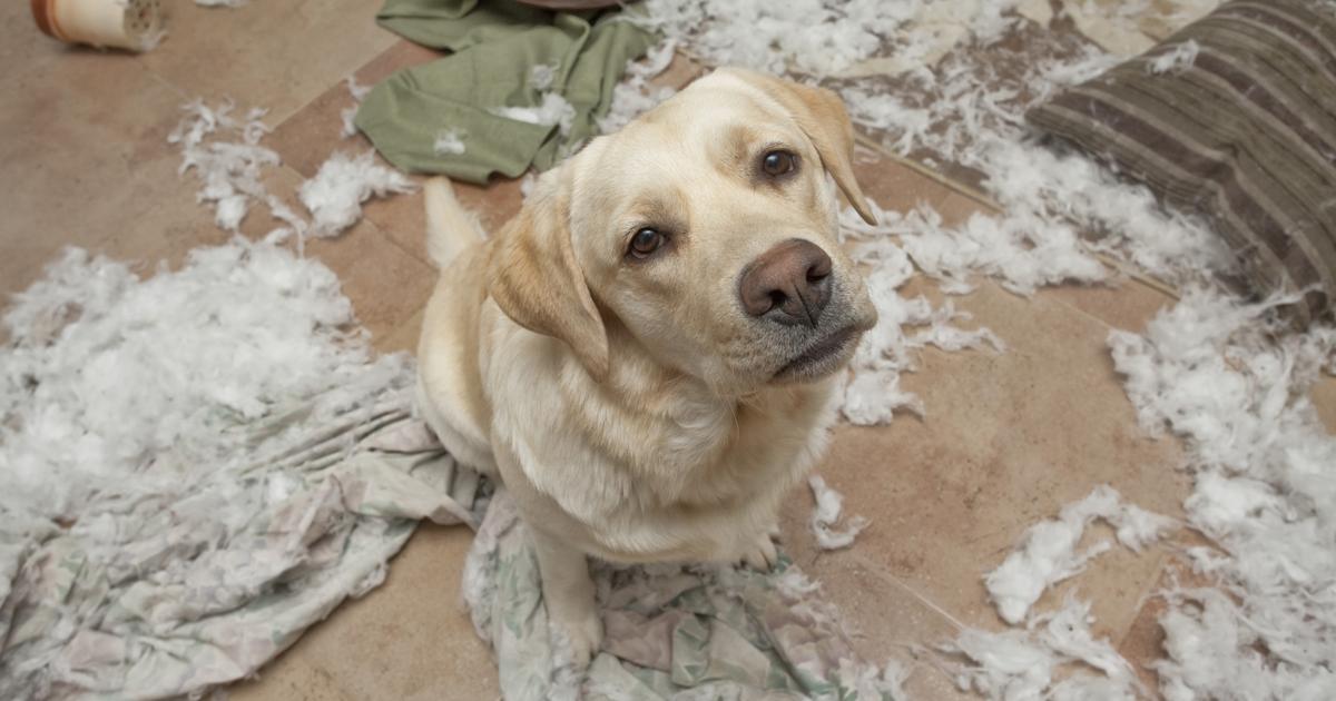 are dogs covered by home insurance