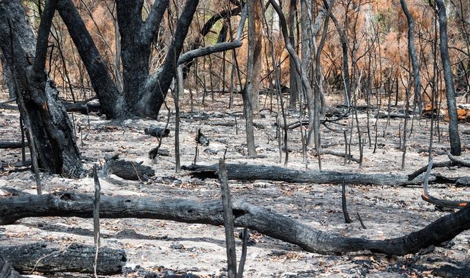 Forest burned by wildfire.